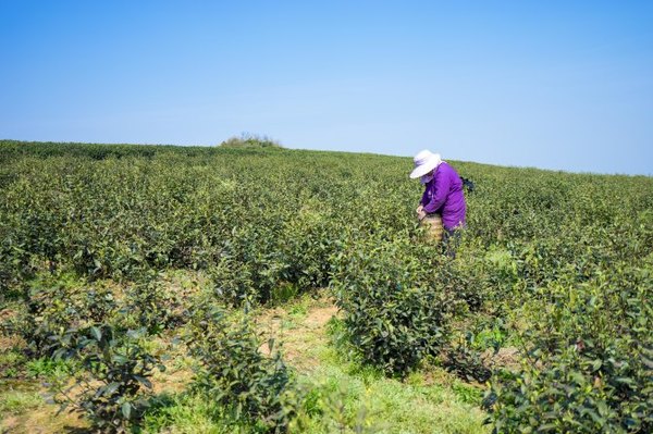 太湖舒畅之旅：乐享田园生活