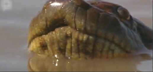 最大的鳄鱼和森蚺,巨型森蚺和巨型鳄鱼谁厉害