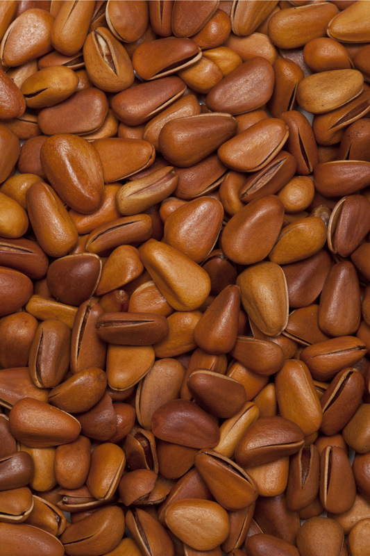 松子吃多了会反胃吗,松子吃多了可能会头晕