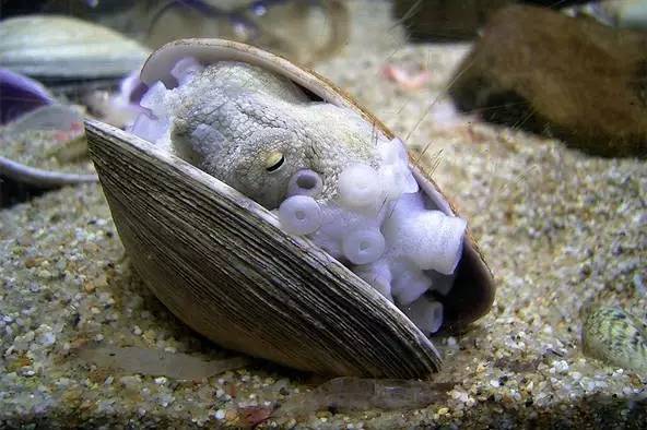 八爪鱼：满身的奇技淫巧，也敌不过煎炸炖炒