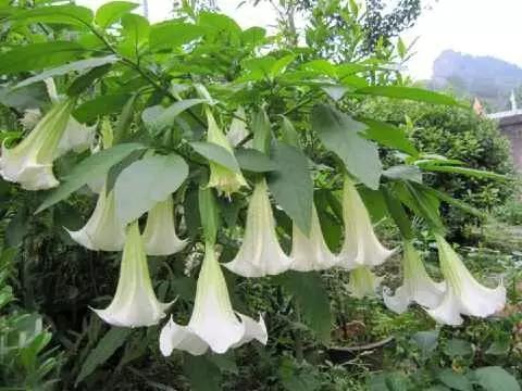 踏青挖野菜指南,最好玩的野趣旅游地方采野菜