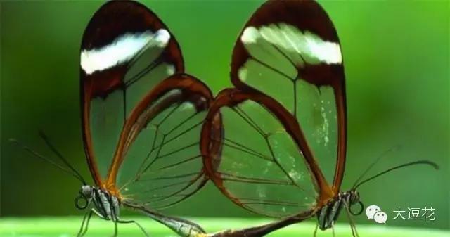 世界上最美的八大蝴蝶之一蓝闪蝶,世界上最美的蝴蝶前十名