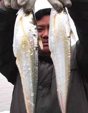 刀鱼价格2022,刀鱼价格