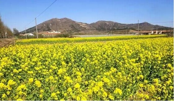 烟台打车市场硝烟再起,烟台共享汽车租车平台哪个好