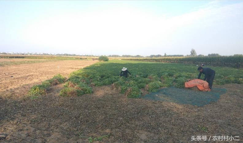 农民伯伯怎么收地黄,下乡收花生诀窍