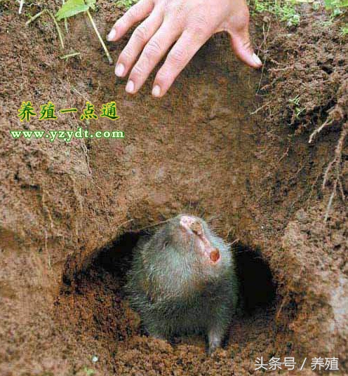 野生竹鼠怎么养,野生竹鼠的养殖技术视频