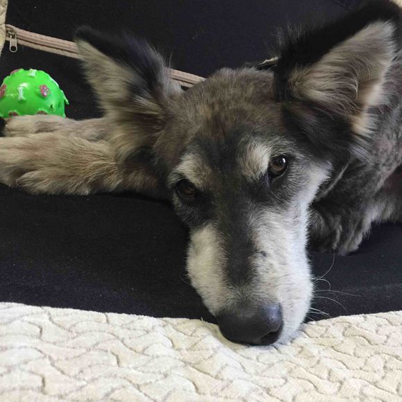 捡到得皮肤病的哈士奇,捡到一只阿拉斯加浑身脏兮兮的