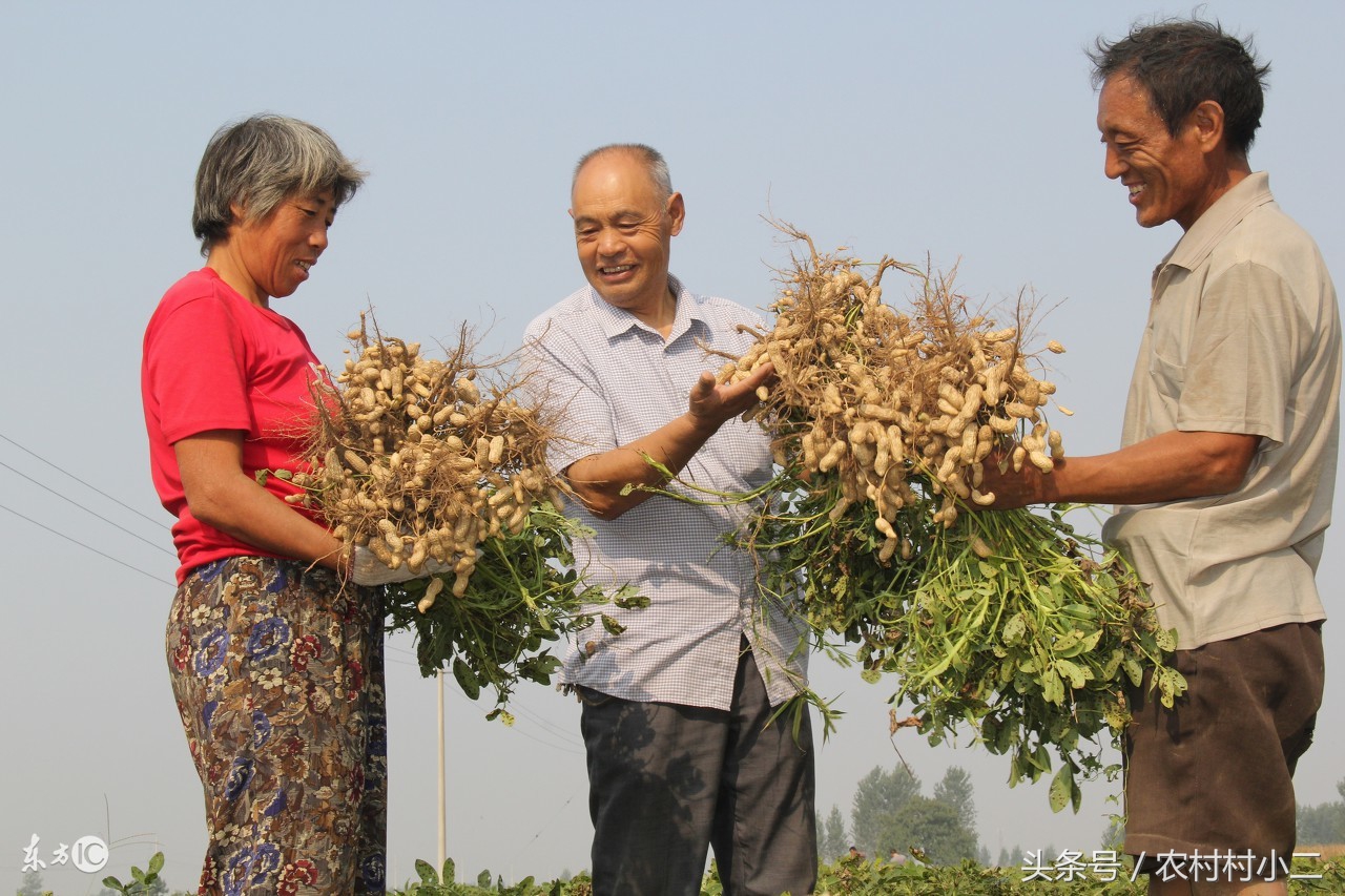 农民伯伯怎么收地黄,下乡收花生诀窍