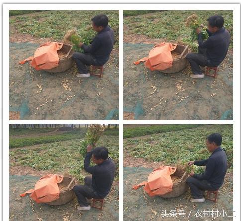 农民伯伯怎么收地黄,下乡收花生诀窍