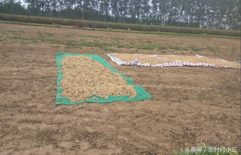 农民伯伯怎么收地黄,下乡收花生诀窍