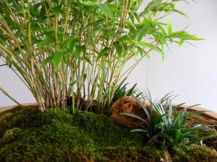 家中养竹子有什么讲求,竹子代表什么含义节节高升