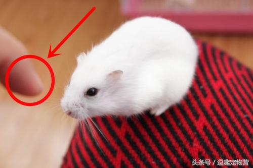 你家的仓鼠,你家的仓鼠咬人怎么办