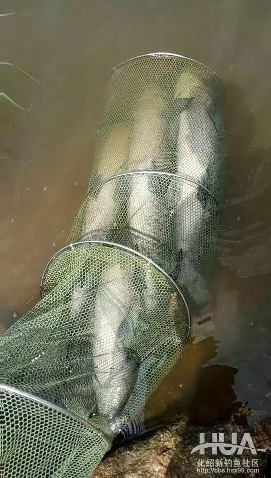 飞鲨*力暴**搞起最大32斤大青