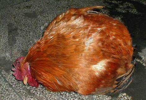 禽病防治方法,秋季鸽病怎么治疗