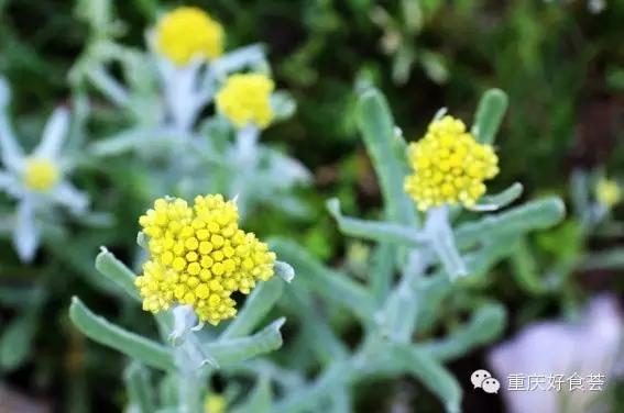 踏青挖野菜指南,最好玩的野趣旅游地方采野菜