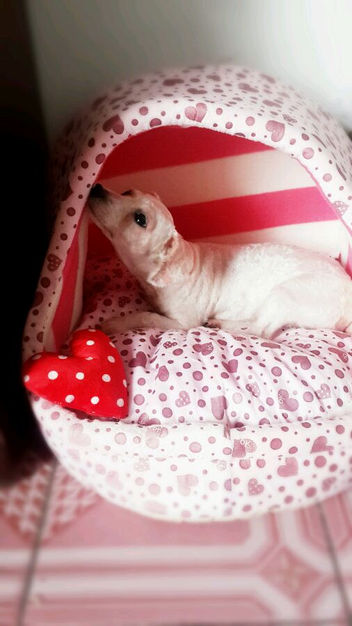 一天要出差，捡回的狗可怜巴巴望着我，竟做出的让我震惊的举动！