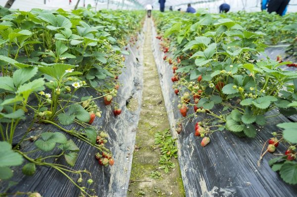 太湖舒畅之旅：乐享田园生活
