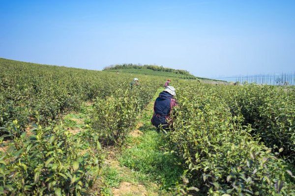 太湖舒畅之旅：乐享田园生活