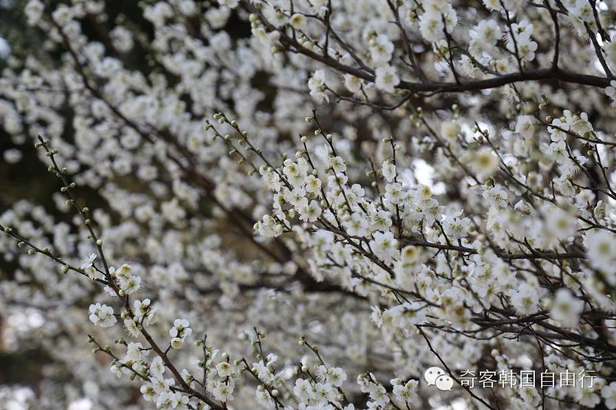 韩国故宫景福宫与中国故宫,韩国故宫景福宫游玩