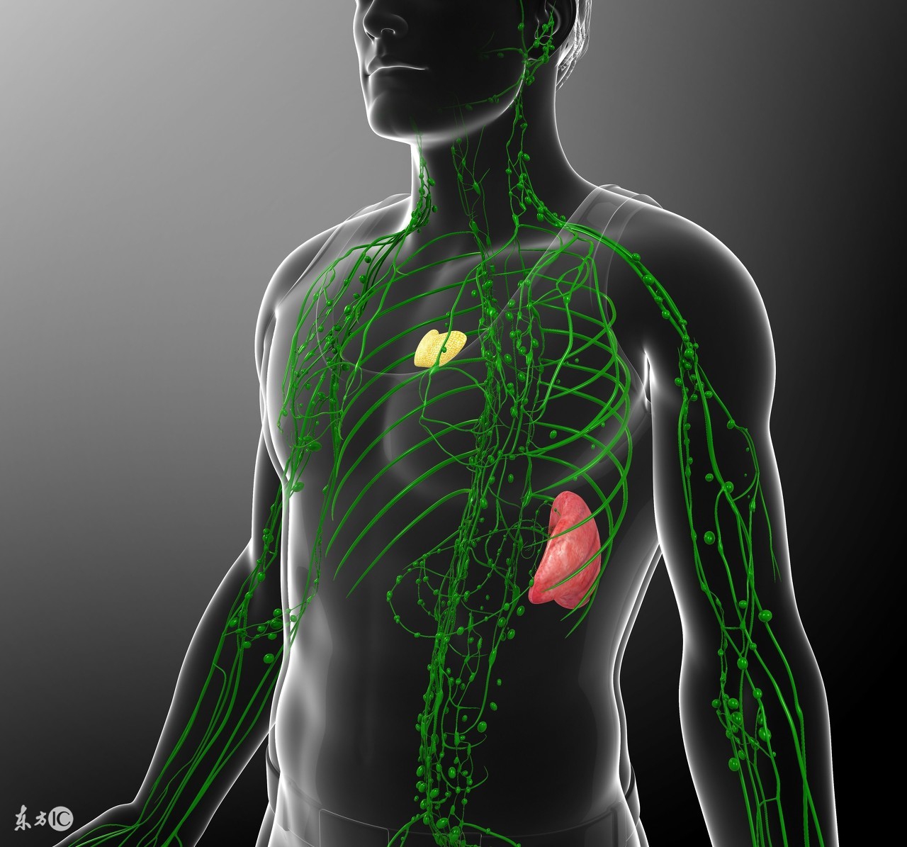 一个动作教你怎么自测身体健康,自己按摩淋巴的正确手法