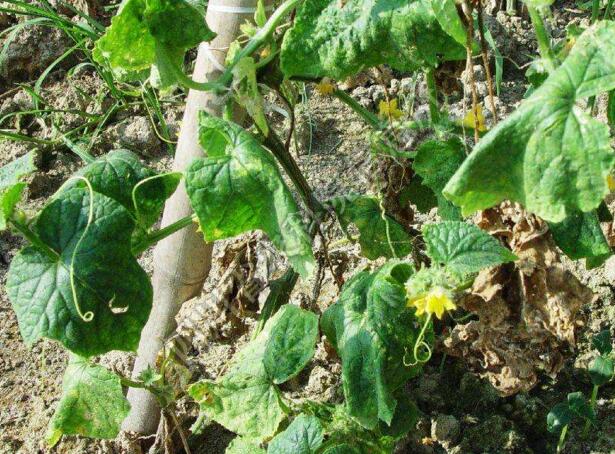 黄瓜得了病毒病用药灌根能行吗,黄瓜得病毒病怎么治