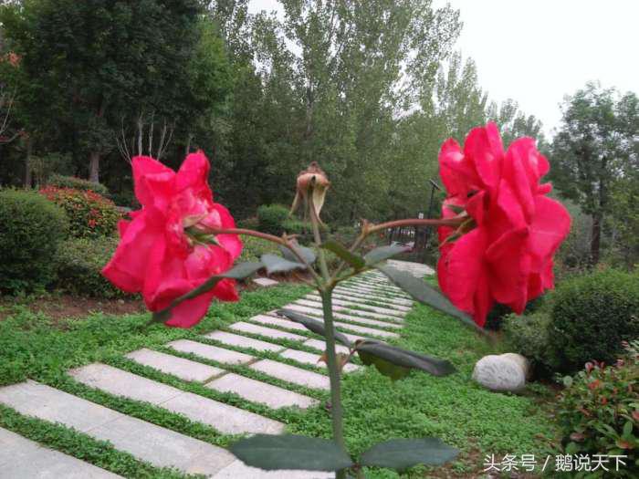 如何对付强制症的思维,强制症怎么做到顺其自然呢