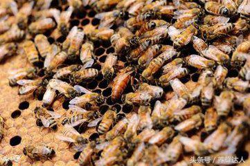 双王群养中蜂最佳时间,中蜂双王群的操作方法