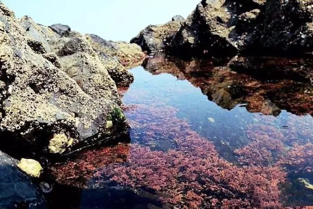 漳州大火山岛,福建漳州有几个火山岛