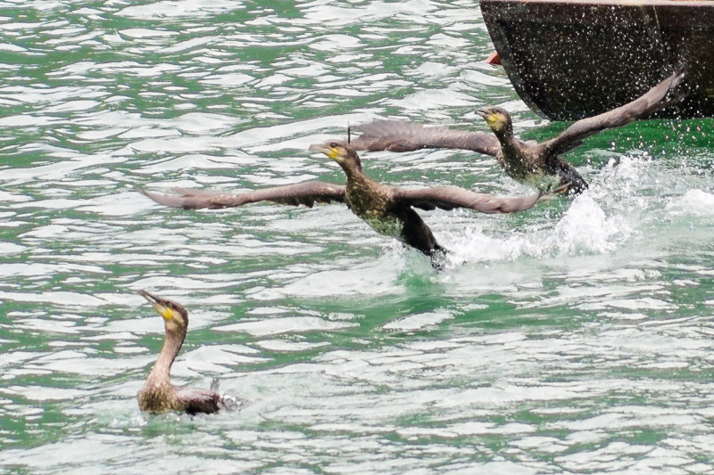 中国十大侨乡排名青田,侨乡青田之最