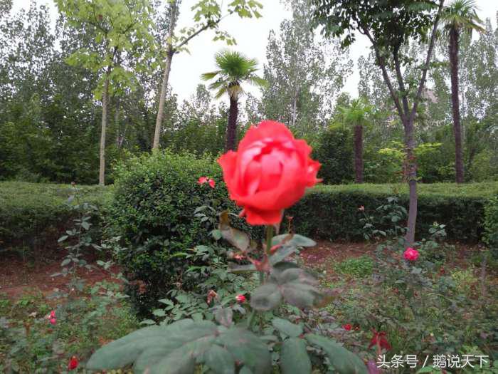 如何对付强制症的思维,强制症怎么做到顺其自然呢