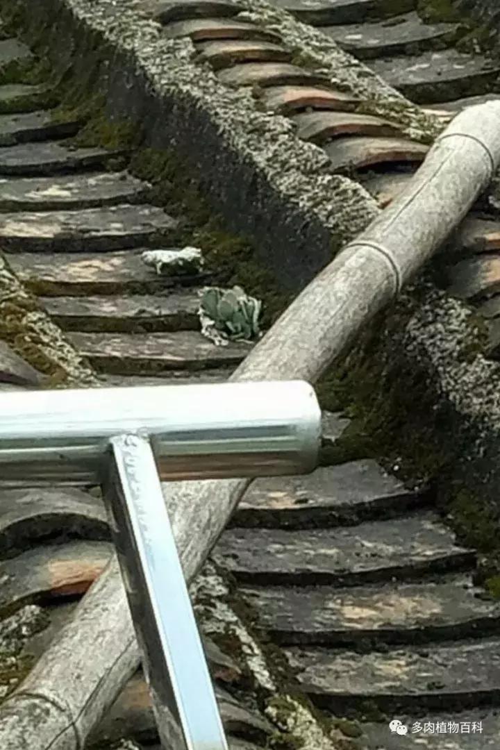 不死鸟的正确养法,如何养不死鸟