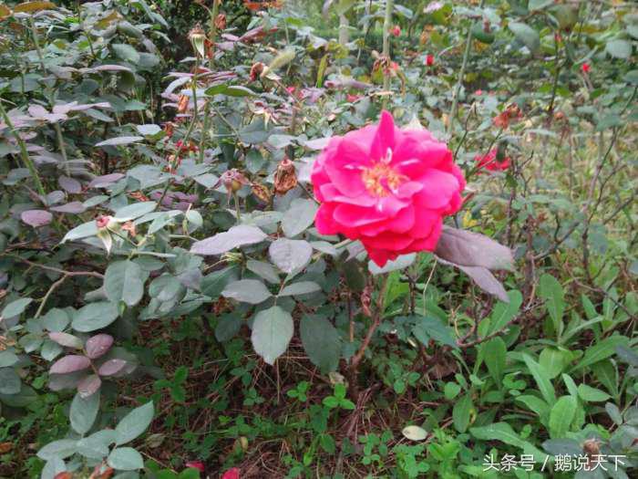 如何对付强制症的思维,强制症怎么做到顺其自然呢