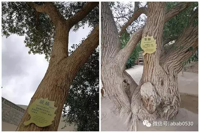 沙漠明珠月牙泉视频,沙漠月牙泉句子