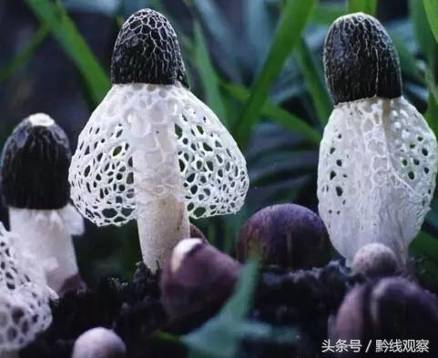 织金什么地方最美,织金十三妹图片