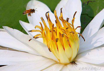 双王群养中蜂最佳时间,中蜂双王群的操作方法