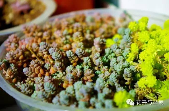 旋叶姬星美人大盆,姬星美人多肉