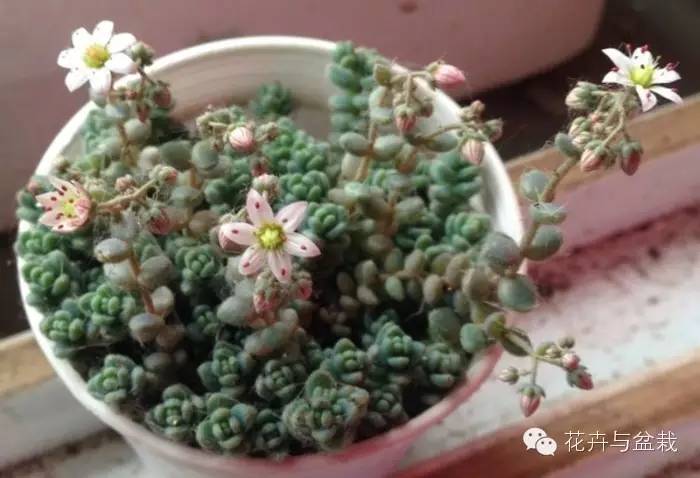 旋叶姬星美人大盆,姬星美人多肉