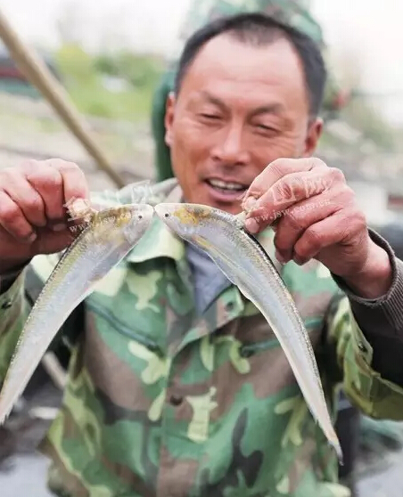 刀鱼价格2022,刀鱼价格