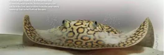 原生魟鱼,魟鱼原生态生活