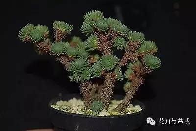 旋叶姬星美人大盆,姬星美人多肉