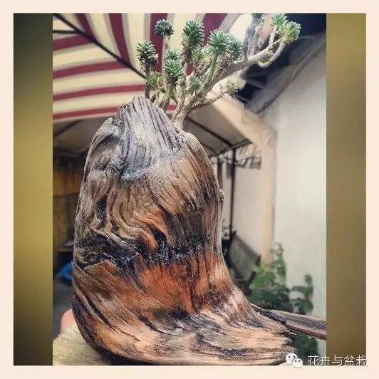 旋叶姬星美人大盆,姬星美人多肉