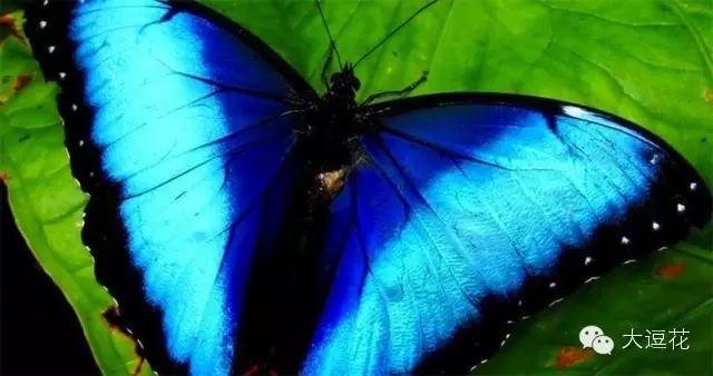 世界上最美的八大蝴蝶之一蓝闪蝶,世界上最美的蝴蝶前十名