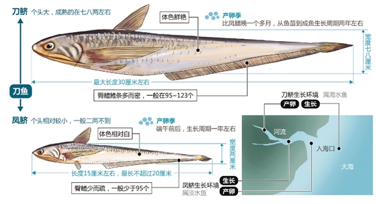 刀鱼价格2022,刀鱼价格