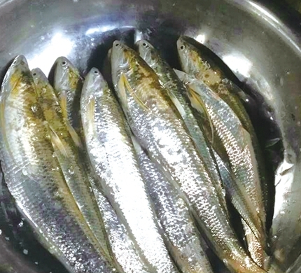 刀鱼价格2022,刀鱼价格