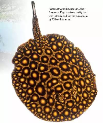 原生魟鱼,魟鱼原生态生活