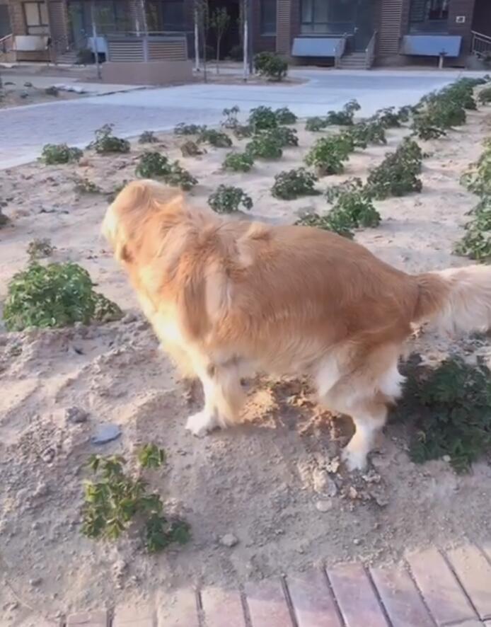 如何把金毛养肥,怎么才能把金毛养得肥一点