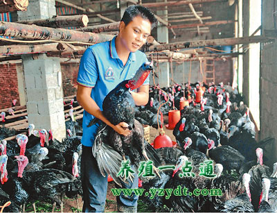 火鸡养殖发展前景十分可观,火鸡养殖年收益百万