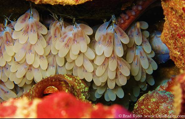 八爪鱼：满身的奇技淫巧，也敌不过煎炸炖炒