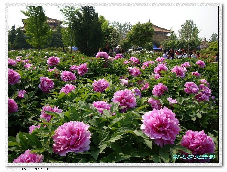 洛阳适合中学生好玩免费景点,洛阳各个景点的介绍