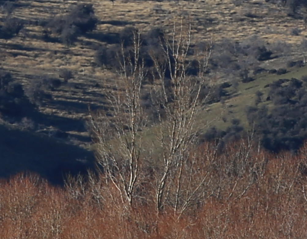 浣宠兘澶х櫧鍙傛暟,浣宠兘ef100-400f2.8涓変唬